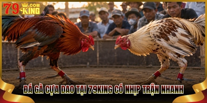 Đá gà cựa dao tại 79King có nhịp trận nhanh, rõ nét
